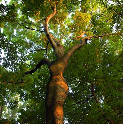 árbol femenino