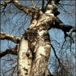 árbol mujer