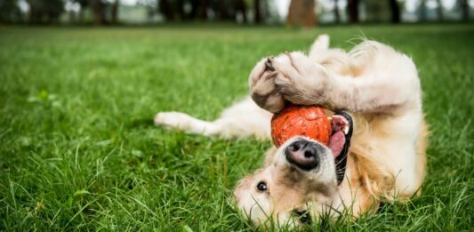 Cuántos años equivale un año de perro