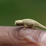 el camaleon más pequeño del mundo