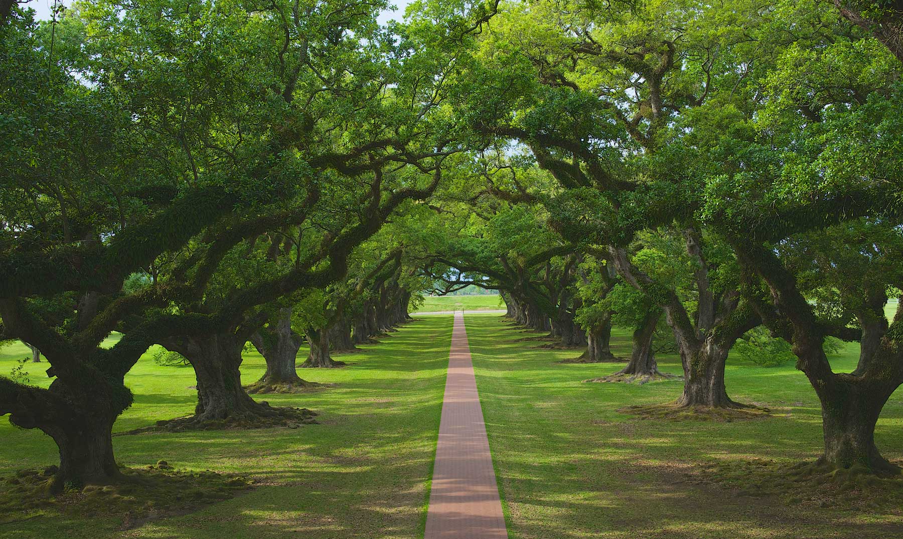 This is tree tree is green. Дубовая аллея Луизиана. Луизиана природа дубы. Плантация дубовая аллея Луизиана туман. Плантация Роздаун Луизиана.