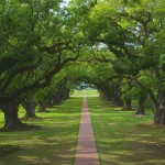 El hombre que plantó . robles en forma de corazón