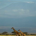 Kilimanjaro curiosidades