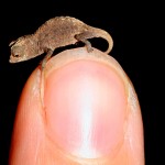 Los camaleones enanos de Madagascar