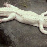 animales albinos