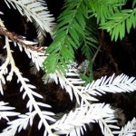 arbol albino vampiro