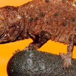 camaleon enano