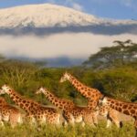 curiosidades del Kilimanjaro