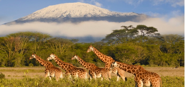 curiosidades del Kilimanjaro