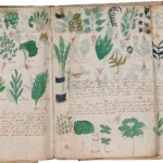 ooparts Manuscrito Voynich