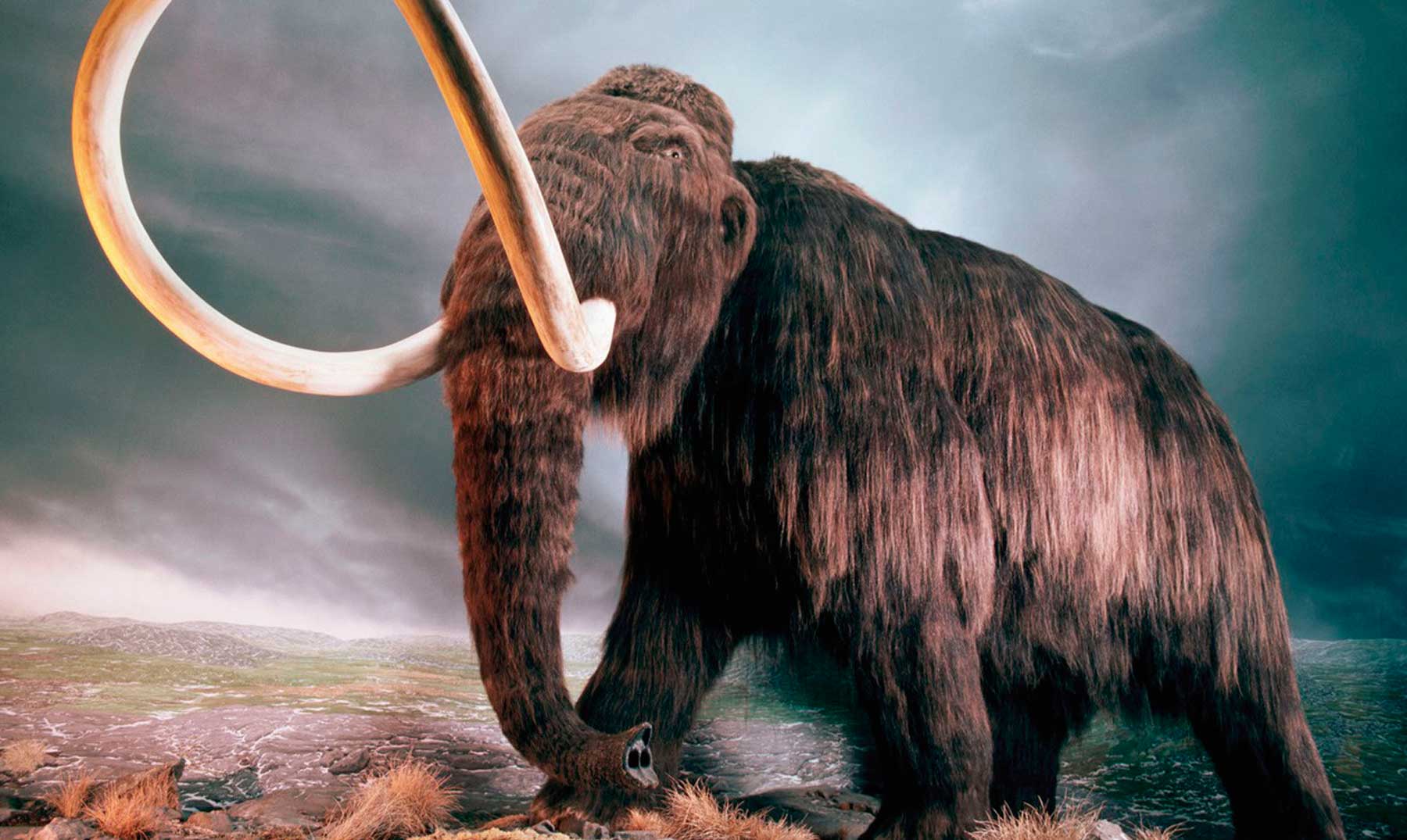 ¿Y si clonamos un mamut?