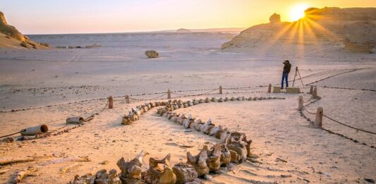 Wadi Al-Hitan | El increíble valle de las ballenas en Egipto Wadi Al-Hitan