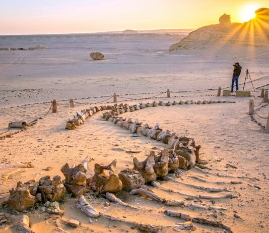 Wadi Al-Hitan | El increíble valle de las ballenas en Egipto Wadi Al-Hitan