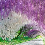 El fascinante túnel de glicinias de Japón