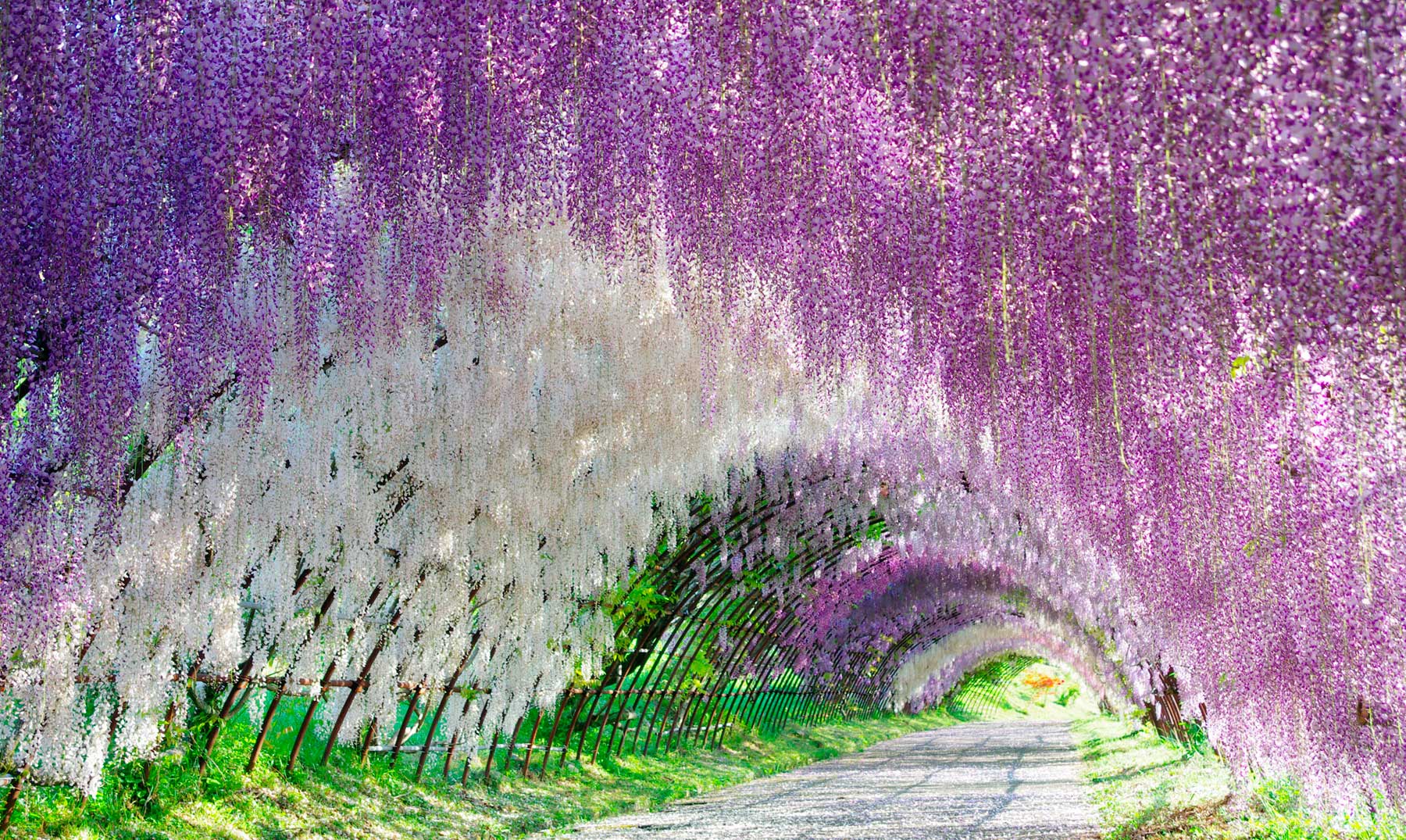 El fascinante túnel de glicinias de Japón