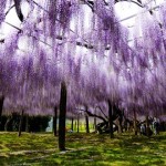 Kawachi Fuji cuatro