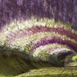 Kawachi Fuji dos