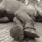 Rajú, el elefante que lloró al ser liberado