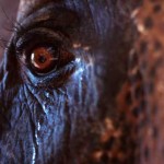 Rajú el elefante que lloró al ser liberado