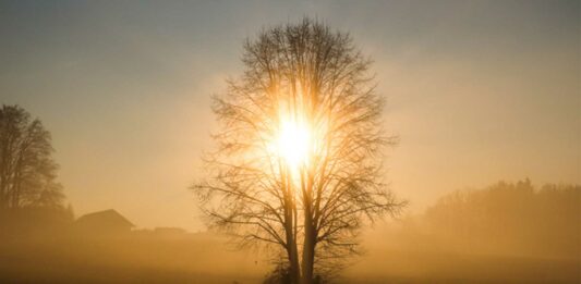 arboles mas longevos