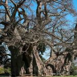 arboles mas longevos
