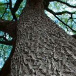 arboles-mas-longevos-del-mundo4