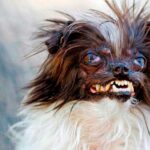 el perro mas feo del mundo