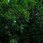 los arboles mas viejos del mundo