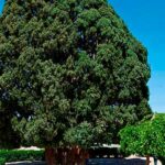 los arboles mas viejos del mundo