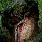 los arboles mas viejos del mundo