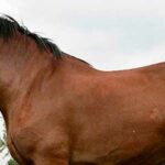 poe el caballo mas grande del mundo