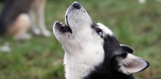 ¿Por qué aúllan los perros? | Mitos y Realidades de este comportamiento porque aullan los perros