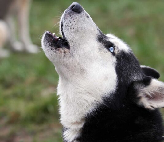 ¿Por qué aúllan los perros? | Mitos y Realidades de este comportamiento porque aullan los perros