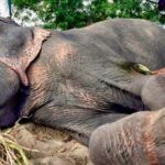 raju el elefante