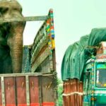 raju el elefante