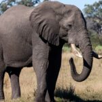 raju el elefante