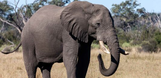 Rajú, el elefante que lloró al ser liberado | Más de 50 años en cautiverio raju el elefante