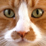 ¿Tienen los gatos un sexto sentido