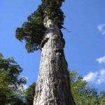 árbol alerce