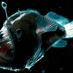 criaturas abisales | Animales que viven en lo más profundo del mar