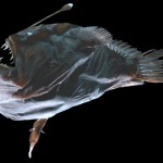 Melanocetus