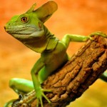 Subtropic Teahouse: El café de reptiles de Japón