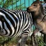 cria de burro y cebra ceburro