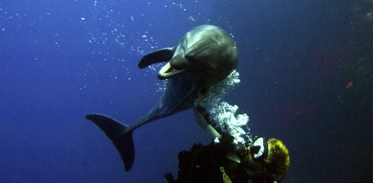 El delfín que pidió ayuda a un buceador