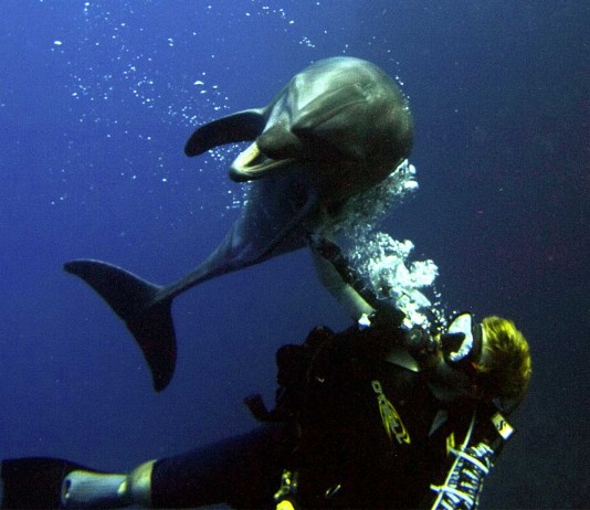 El delfín que pidió ayuda a un buceador El delfín que pidió ayuda a un buceador