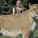 ligre leon y tigre