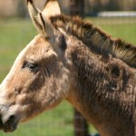 mezcla de cebra y burro ceburro