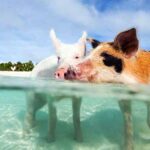 pig beach