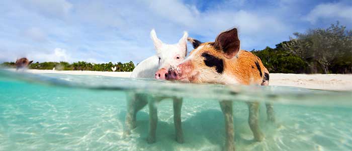 pig beach