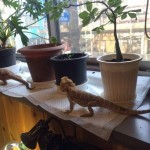 Café con reptiles japón
